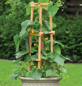 Territorial Seed Company CUCUMBER PATIO SNACKER 20 seeds