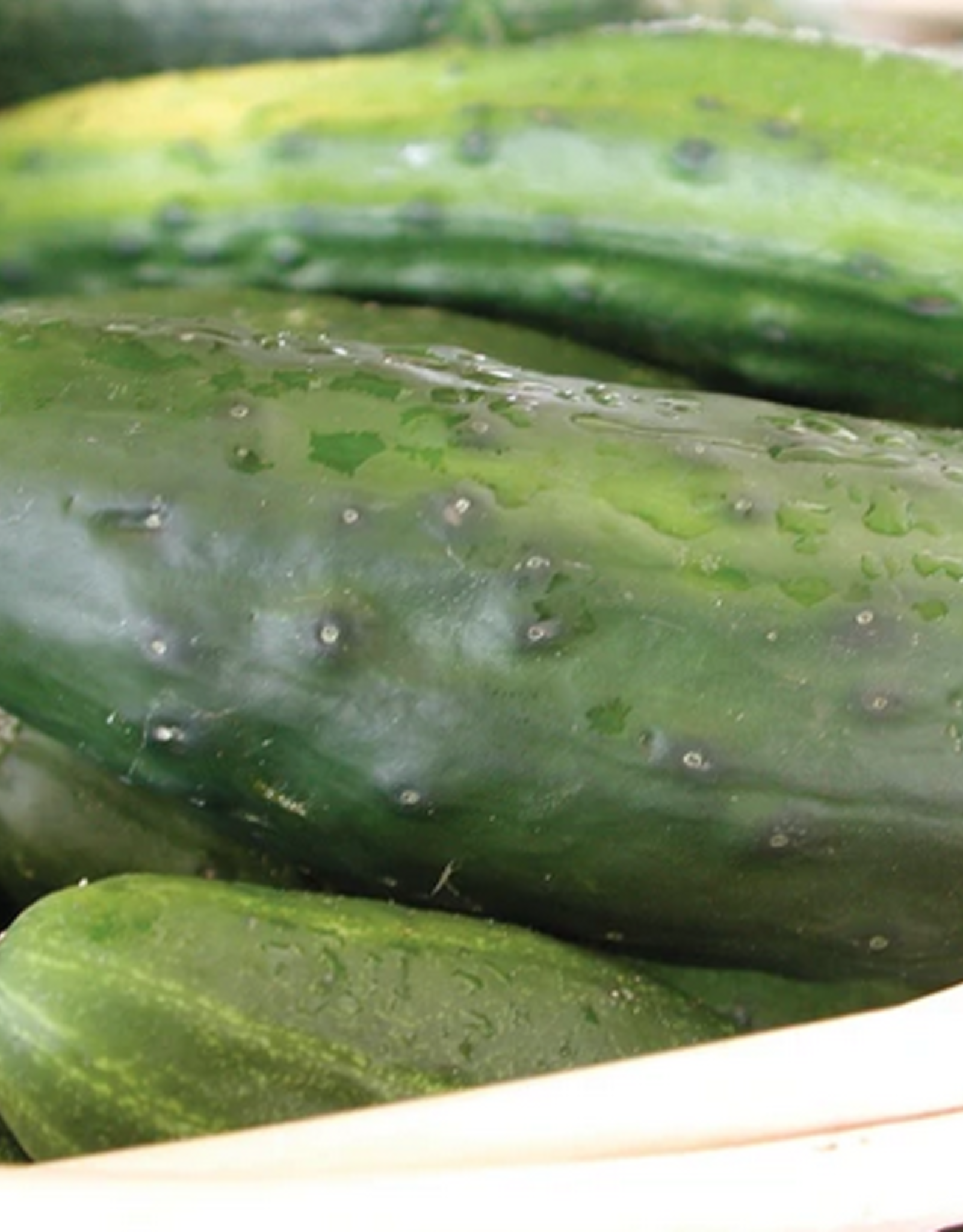 Territorial Seed Company CUCUMBER HOMEMADE PICKLES 1 gram
