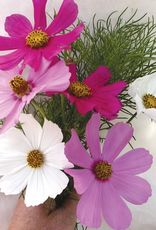 Territorial Seed Company COSMOS SENSATION MIX 1 gram