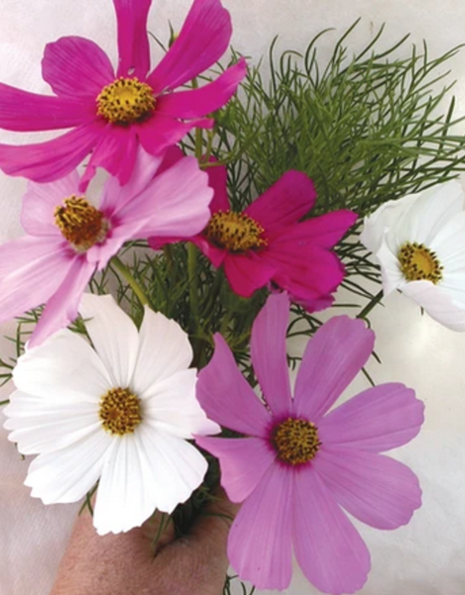 Territorial Seed Company COSMOS SENSATION MIX 1 gram