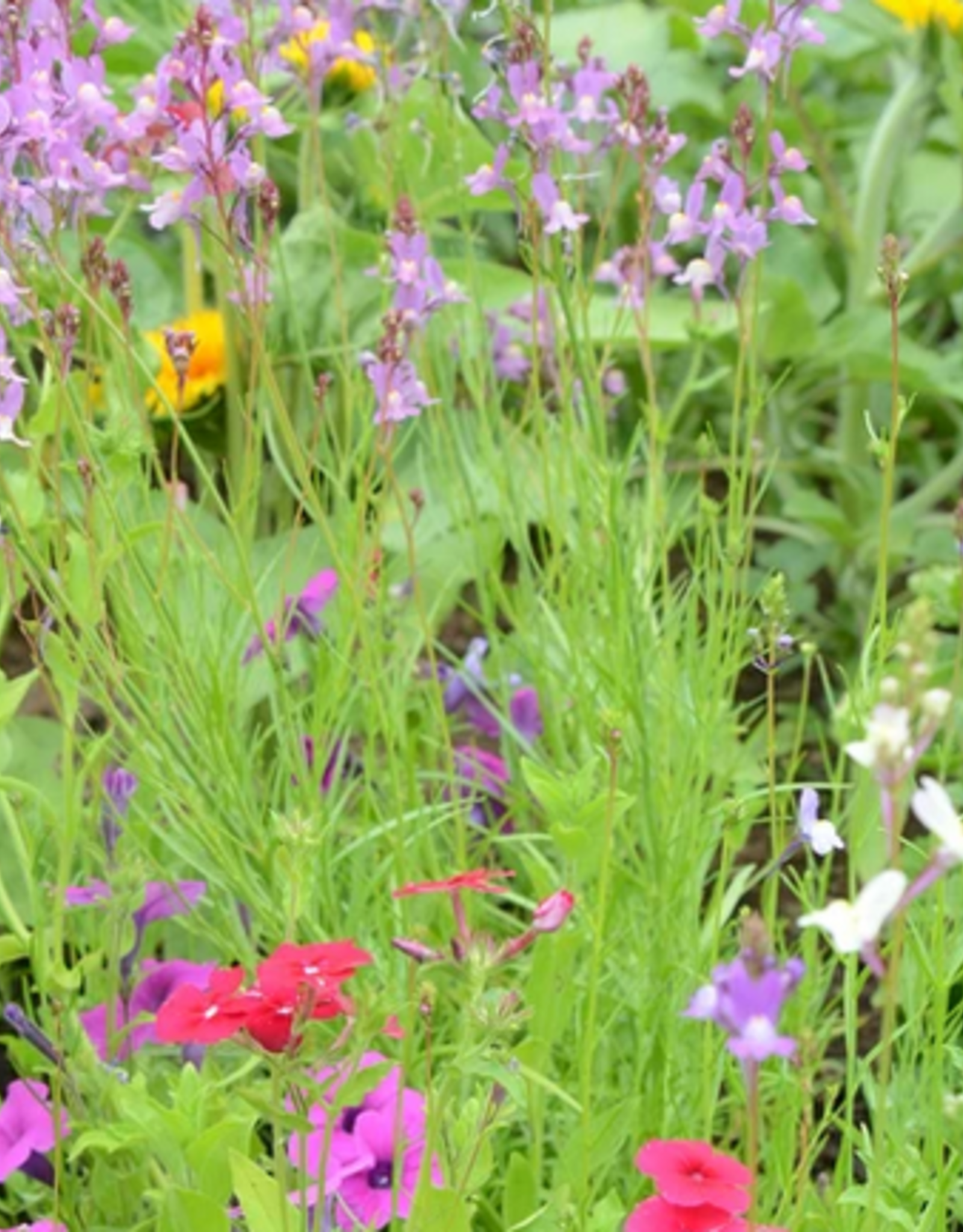 Territorial Seed Company MIX HUMMINGBIRD MIX 2 grams