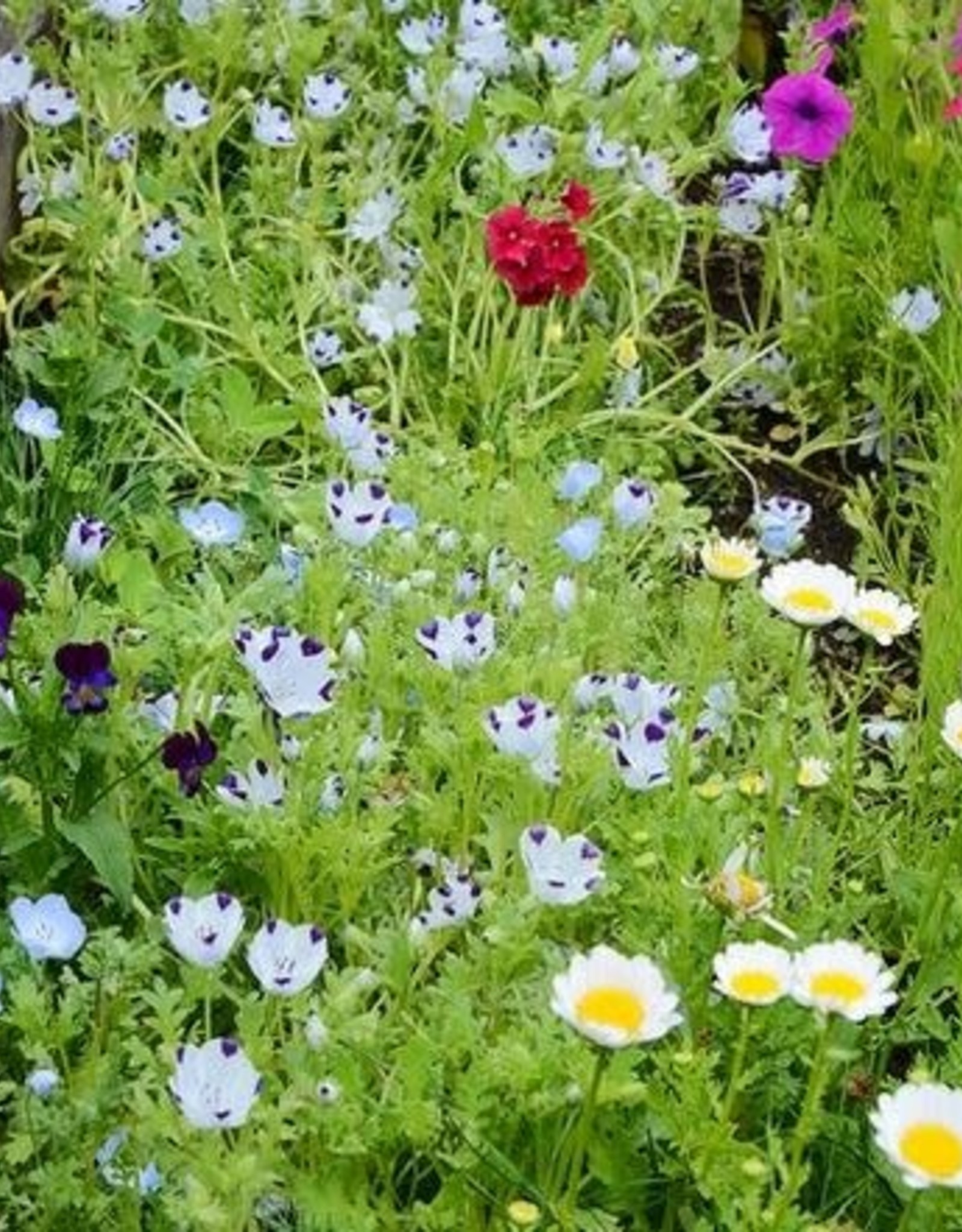 Territorial Seed Company MIX MOW NO MORE MIX 2 grams