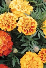 Territorial Seed Company MARIGOLD BROCADE MIX 1/2 gram