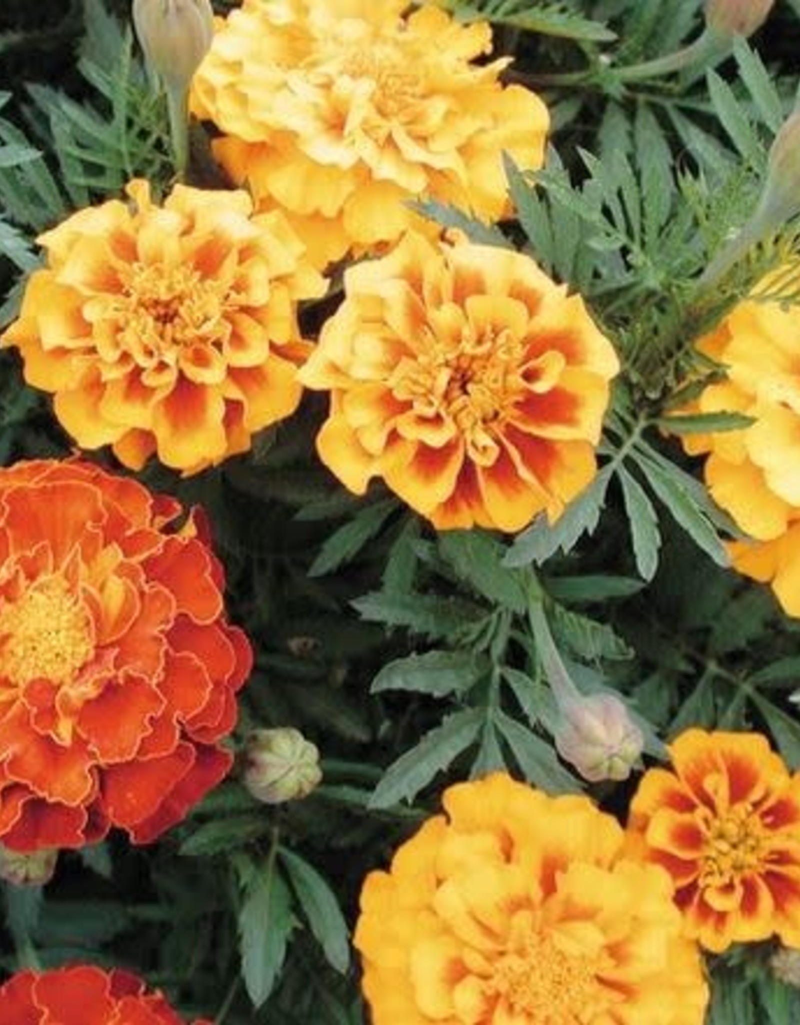 Territorial Seed Company MARIGOLD BROCADE MIX 1/2 gram