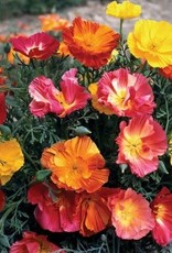 Territorial Seed Company POPPY THAI SILK FORMULA MIX 1/8 gram