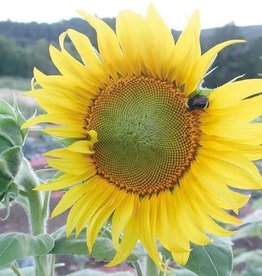 Territorial Seed Company SUNFLOWER SUNSEED 5 grams
