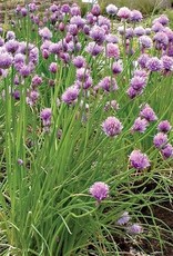 Territorial Seed Company CHIVES CHIVES 1/2 gram