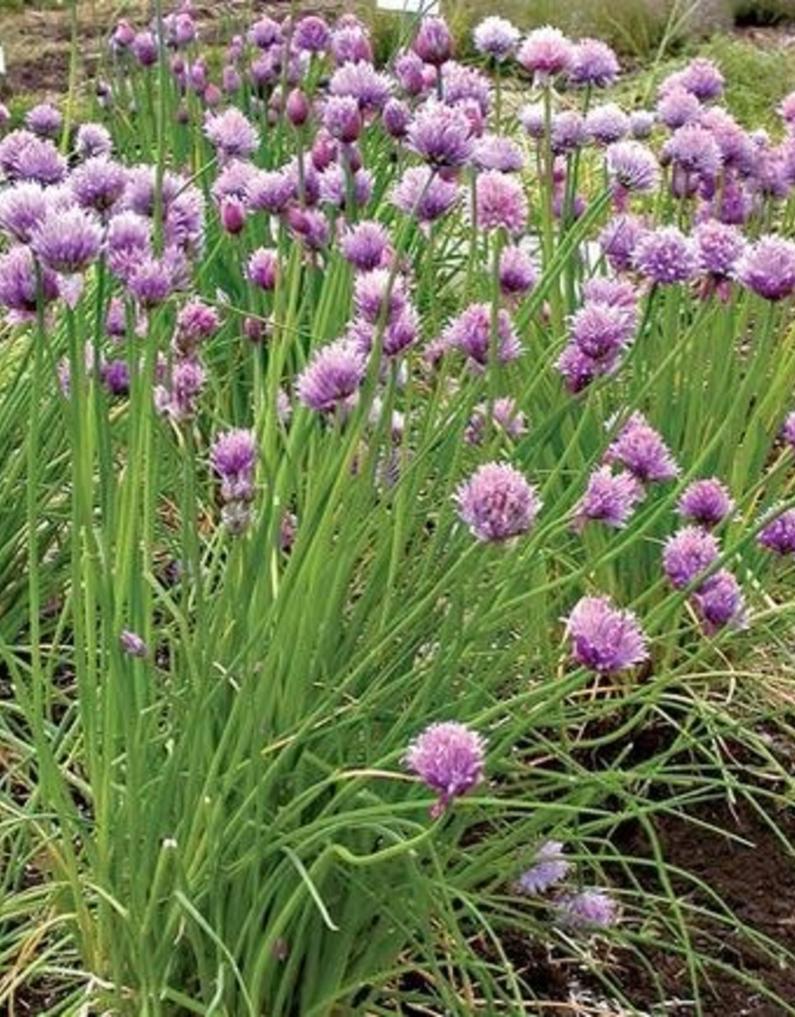 Territorial Seed Company CHIVES CHIVES 1/2 gram
