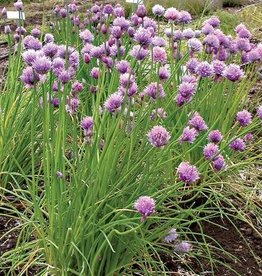 Territorial Seed Company CHIVES CHIVES 1/2 gram