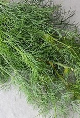 Territorial Seed Company DILL DUKAT 2 grams