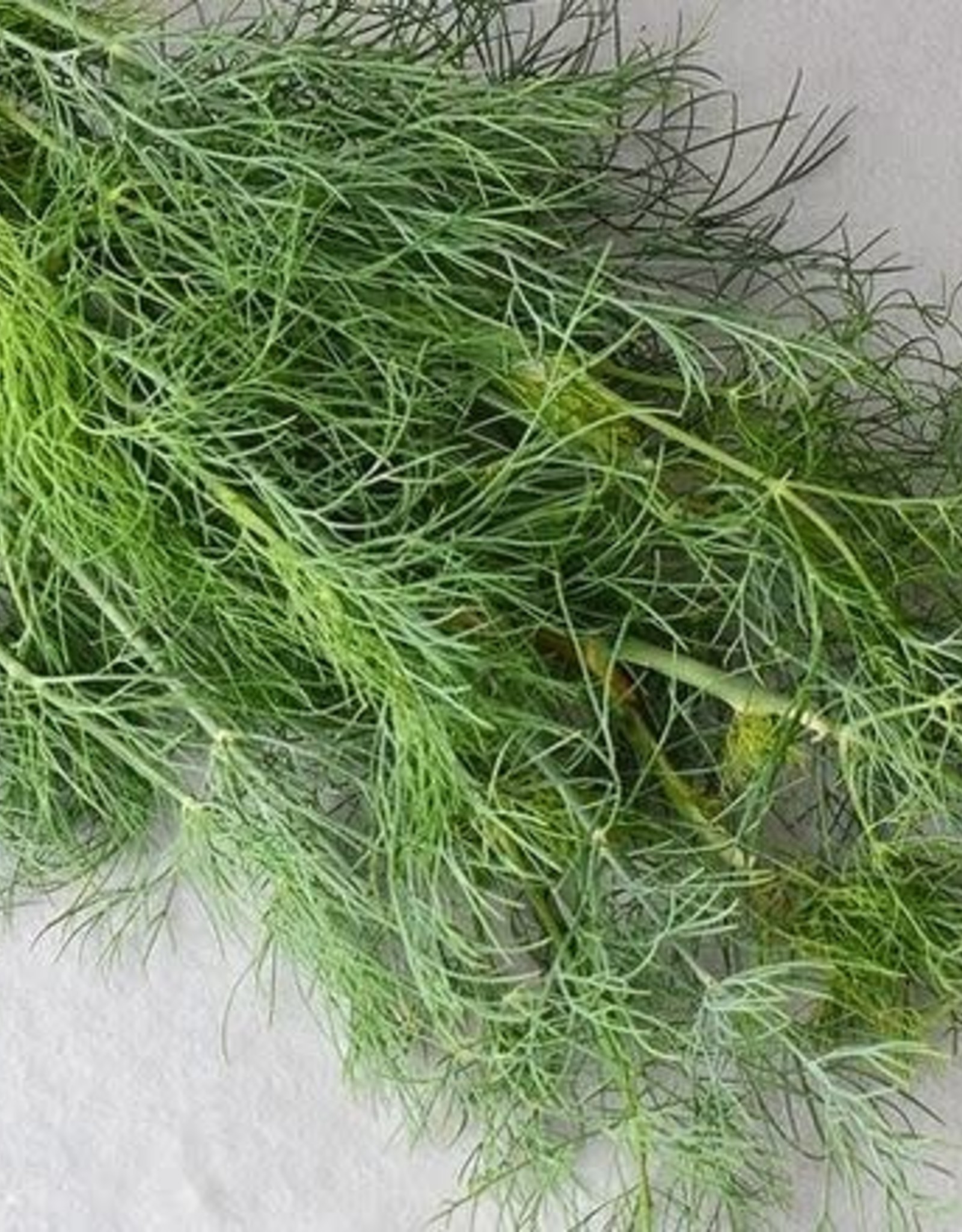 Territorial Seed Company DILL DUKAT 2 grams