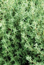 Territorial Seed Company THYME GERMAN/WINTER 1/8 gram