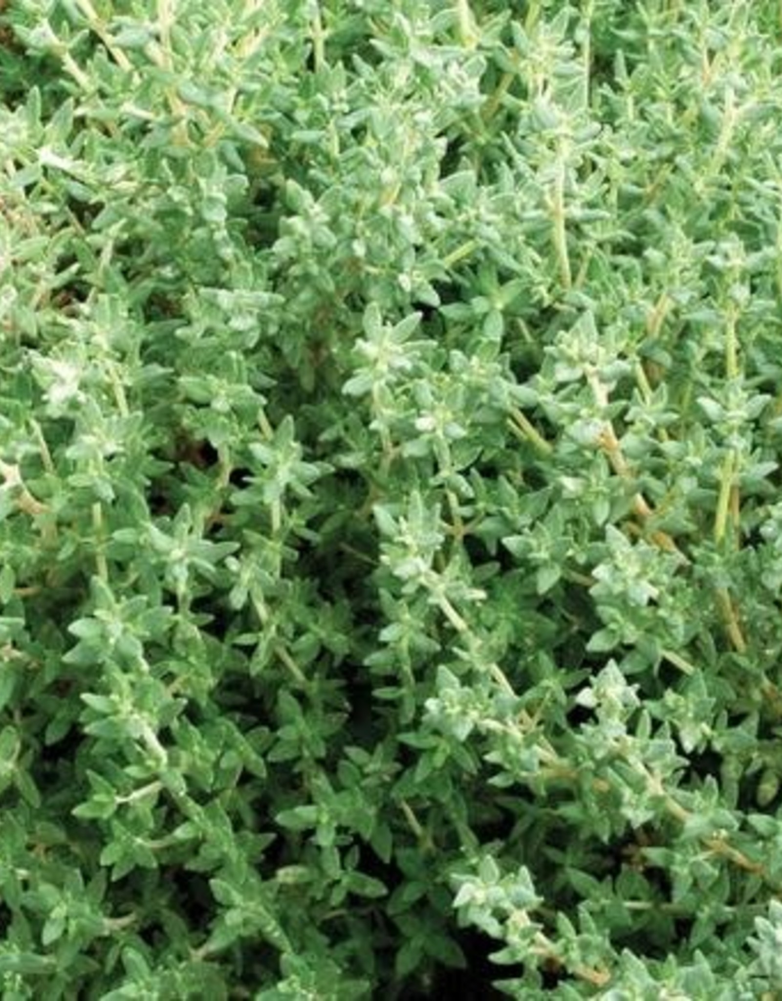 Territorial Seed Company THYME GERMAN/WINTER 1/8 gram