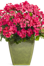 Proven Winners Pelargonium Boldly Hot Pink PW 5.5 in