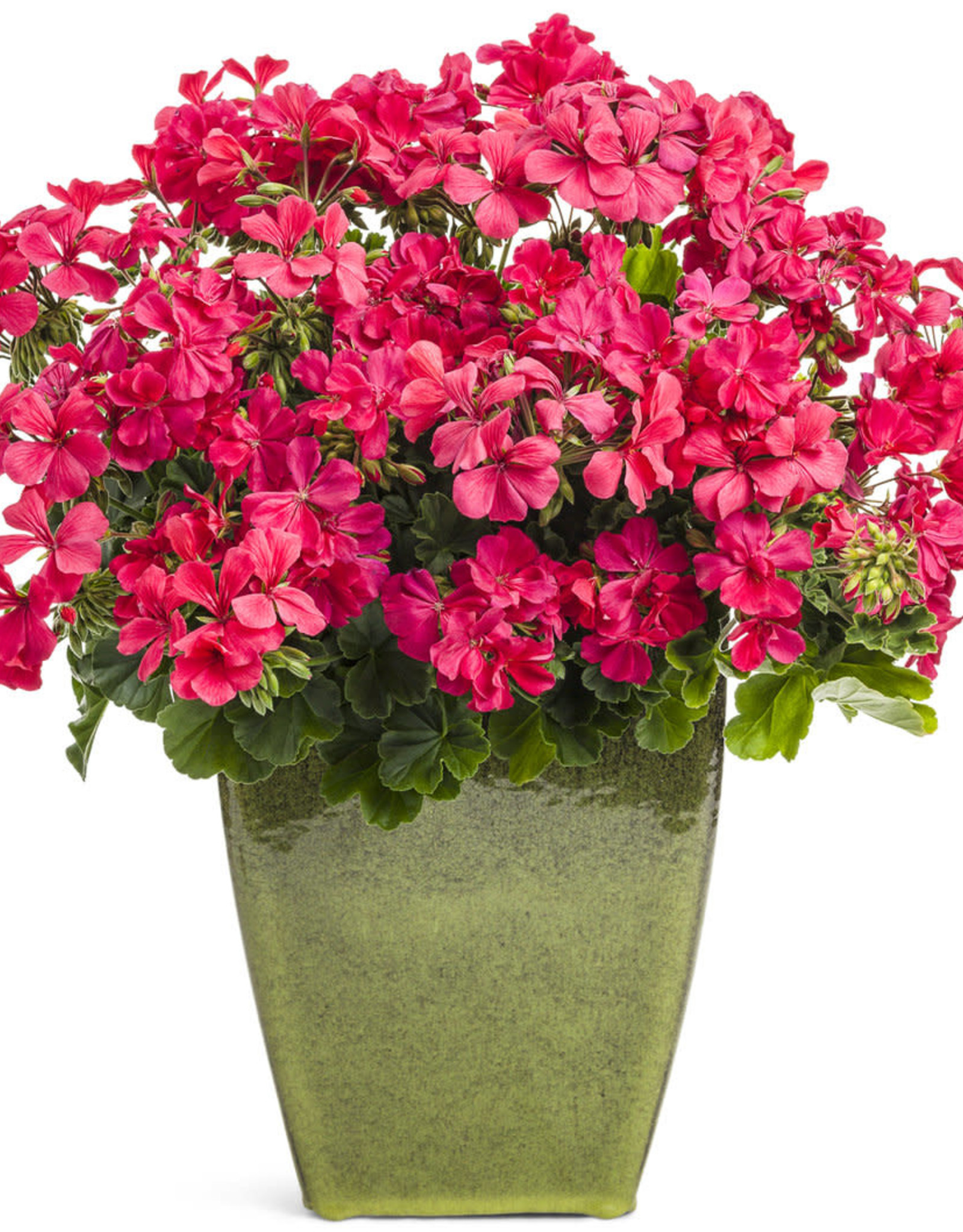 Proven Winners Pelargonium Boldly Hot Pink PW 5.5 in
