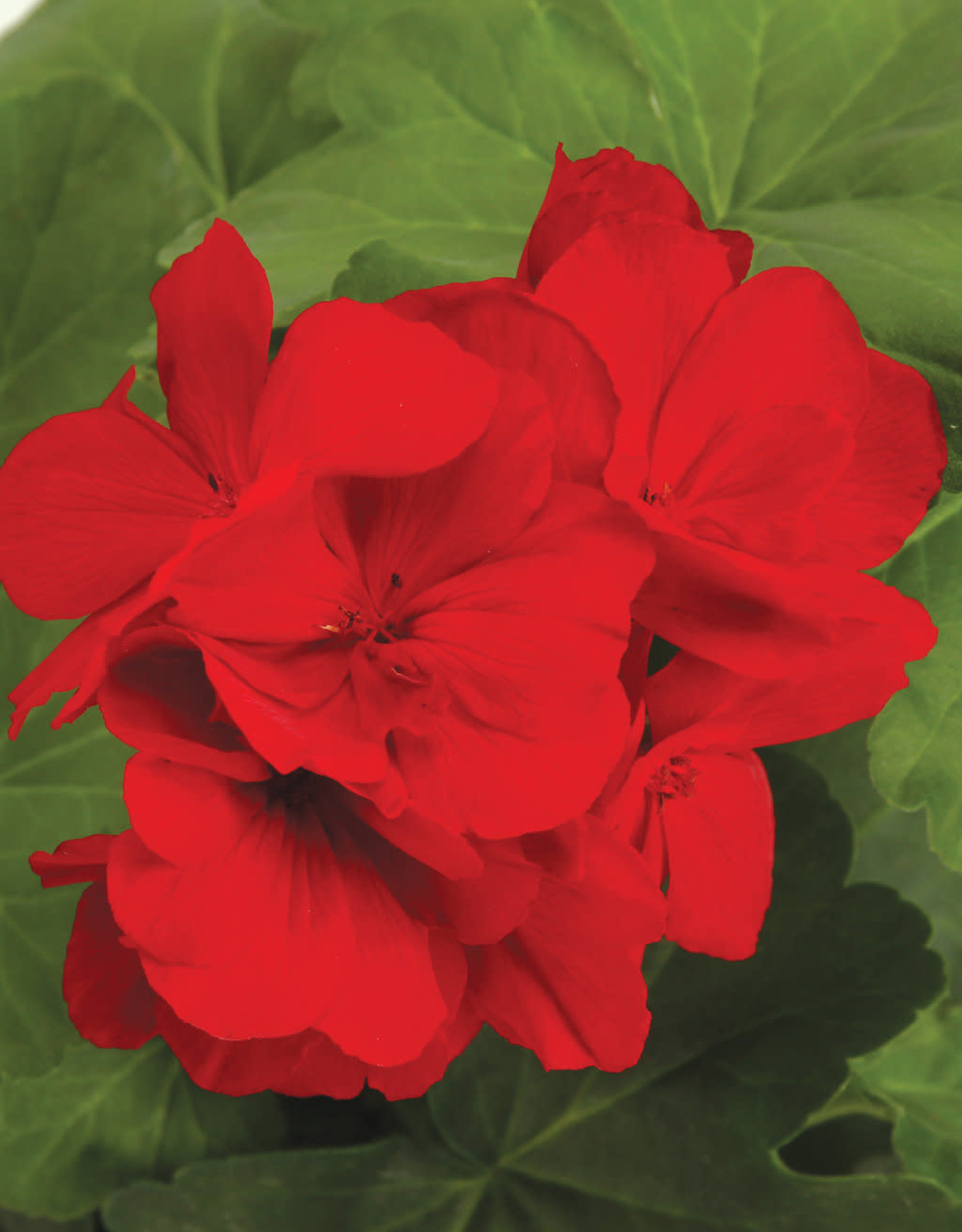 Proven Winners Pelargonium Boldly Dark Red PW 5.5 in