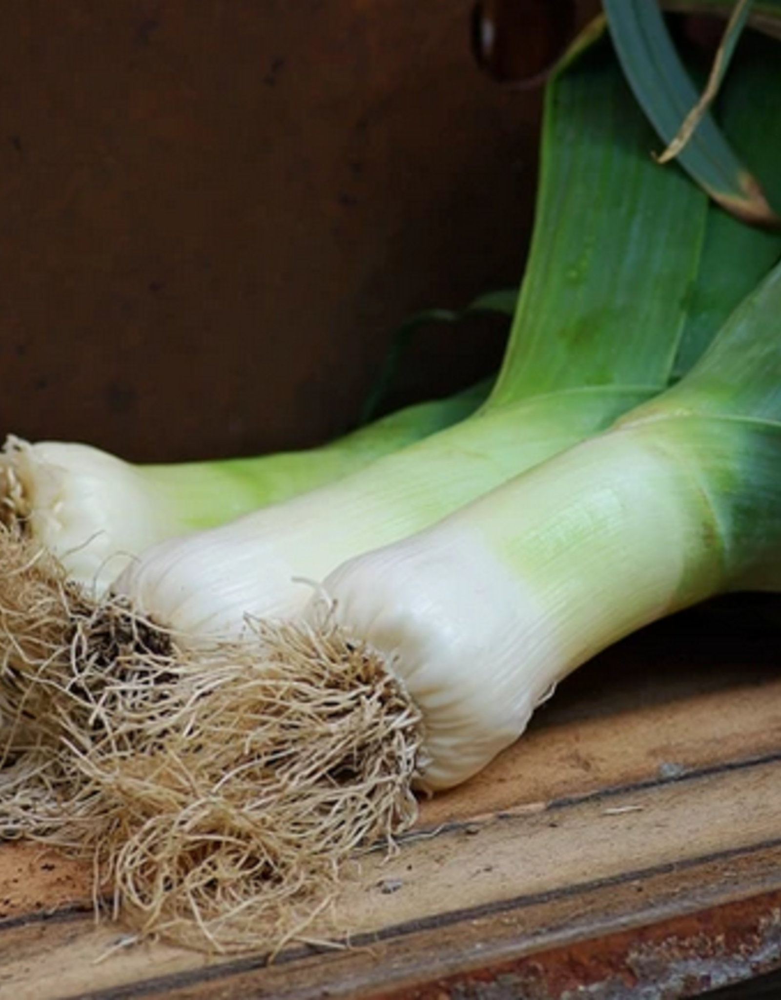 Territorial Seed Company LEEK GIANT MUSSELBURGH 1/2 gram
