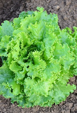 Territorial Seed Company LETTUCE TWO STAR 1/2 gram