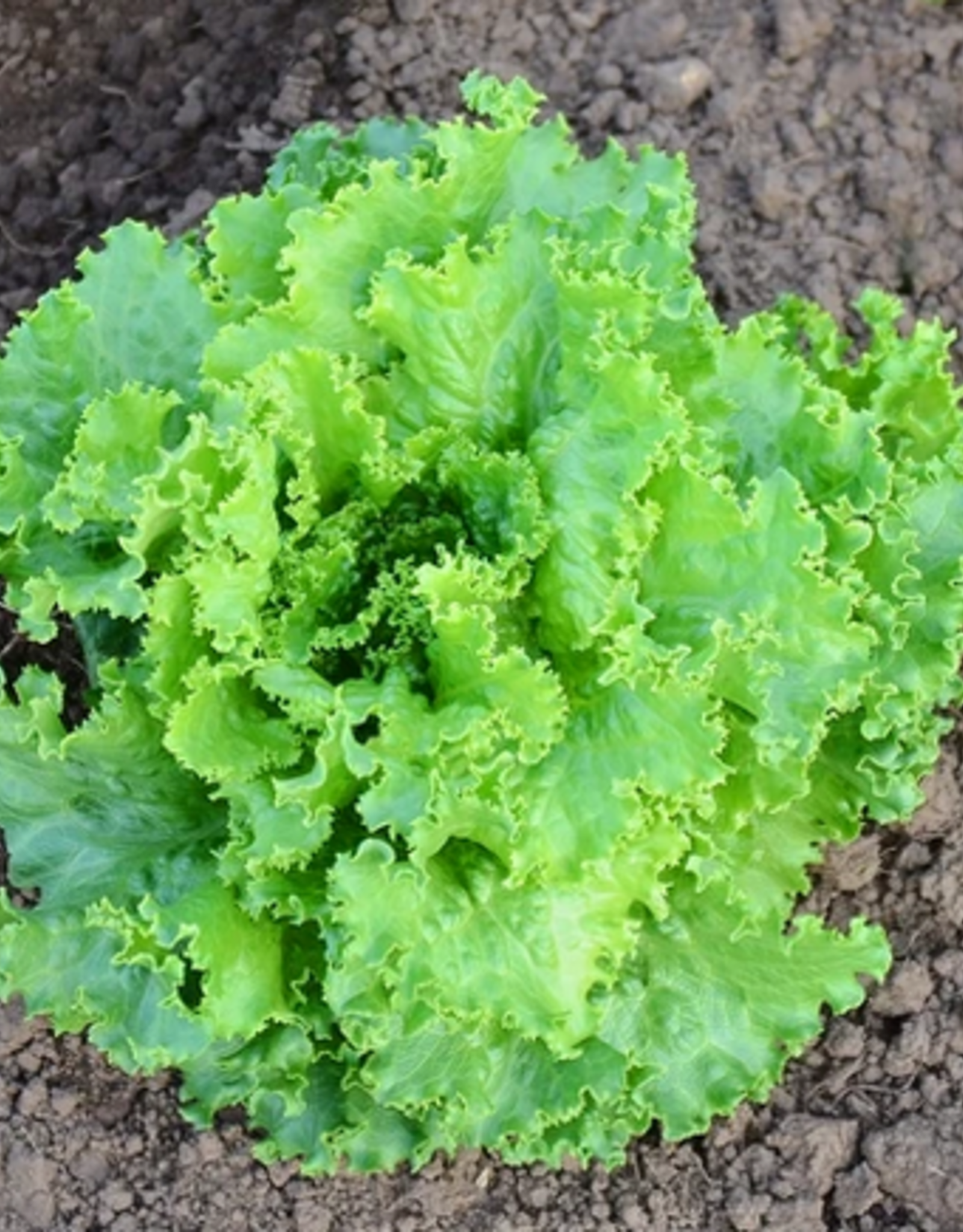 Territorial Seed Company LETTUCE TWO STAR 1/2 gram