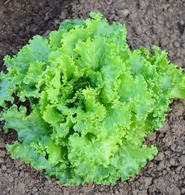 Territorial Seed Company LETTUCE TWO STAR 1/2 gram