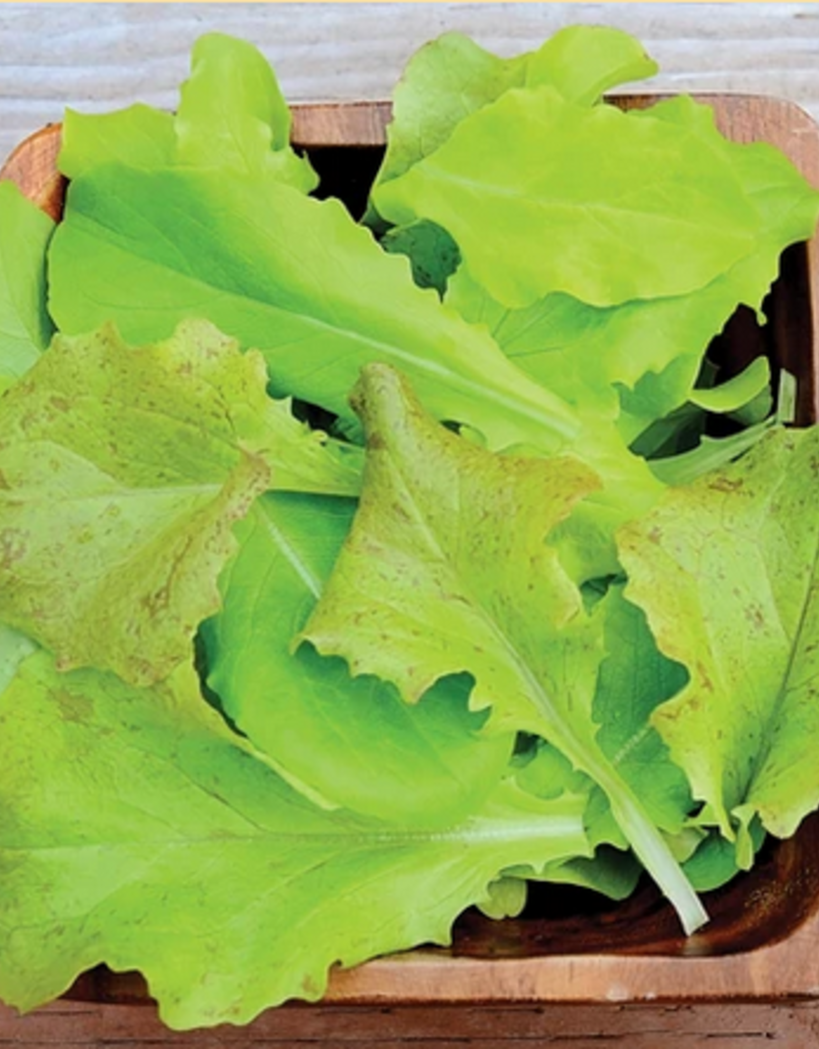 Territorial Seed Company LETTUCE SUPER GOURMET SALAD BLEND 4 grams