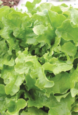 Territorial Seed Company LETTUCE GREEN SALAD BOWL 1 gram