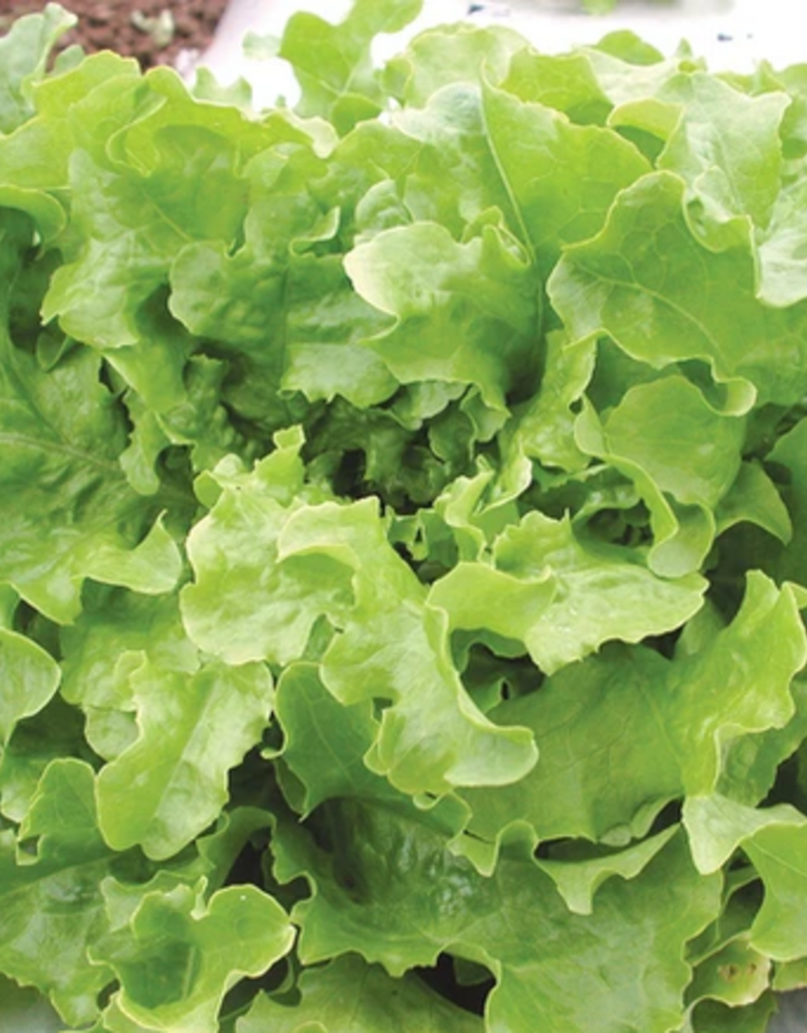 Territorial Seed Company LETTUCE GREEN SALAD BOWL 1 gram