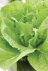 LETTUCE VALMAINE 1 gram