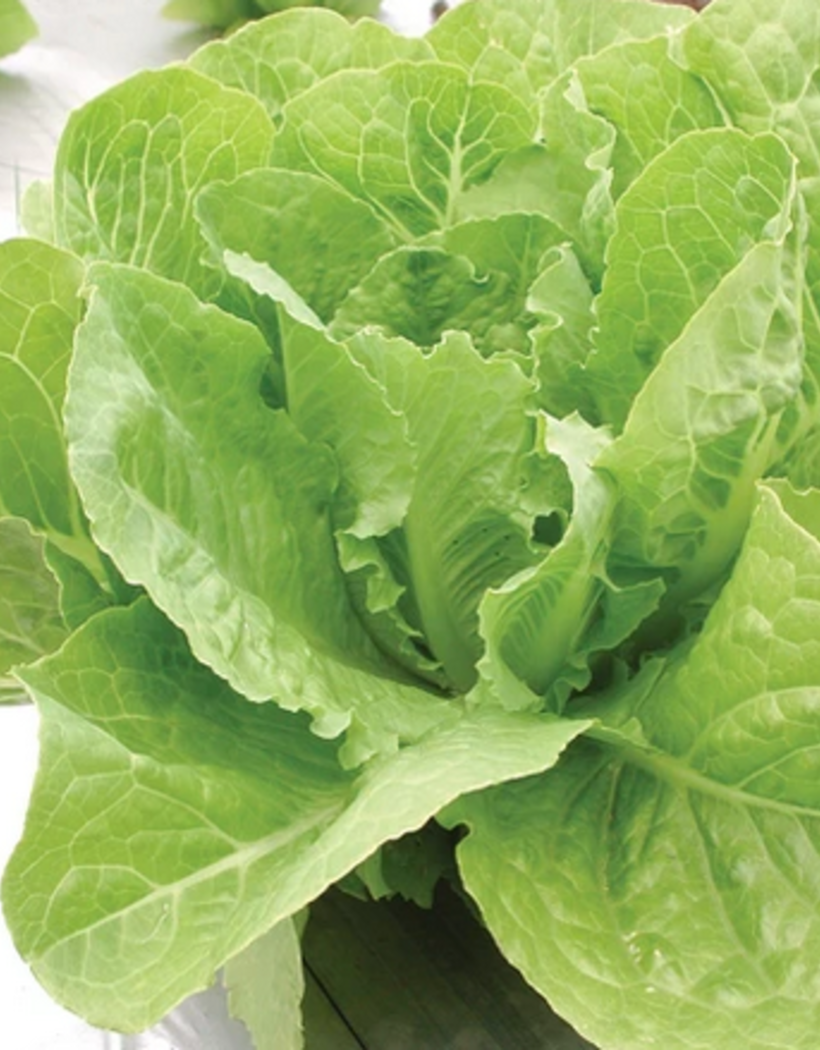 LETTUCE VALMAINE 1 gram