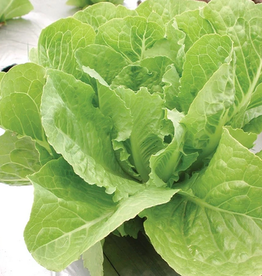 LETTUCE VALMAINE 1 gram