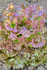 Territorial Seed Company LETTUCE NEW RED FIRE 1/2 gram