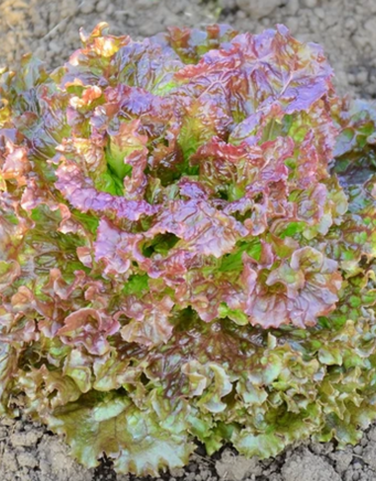 Territorial Seed Company LETTUCE NEW RED FIRE 1/2 gram