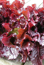 Territorial Seed Company LETTUCE OUTREDGEOUS 1/2 gram OGBIO