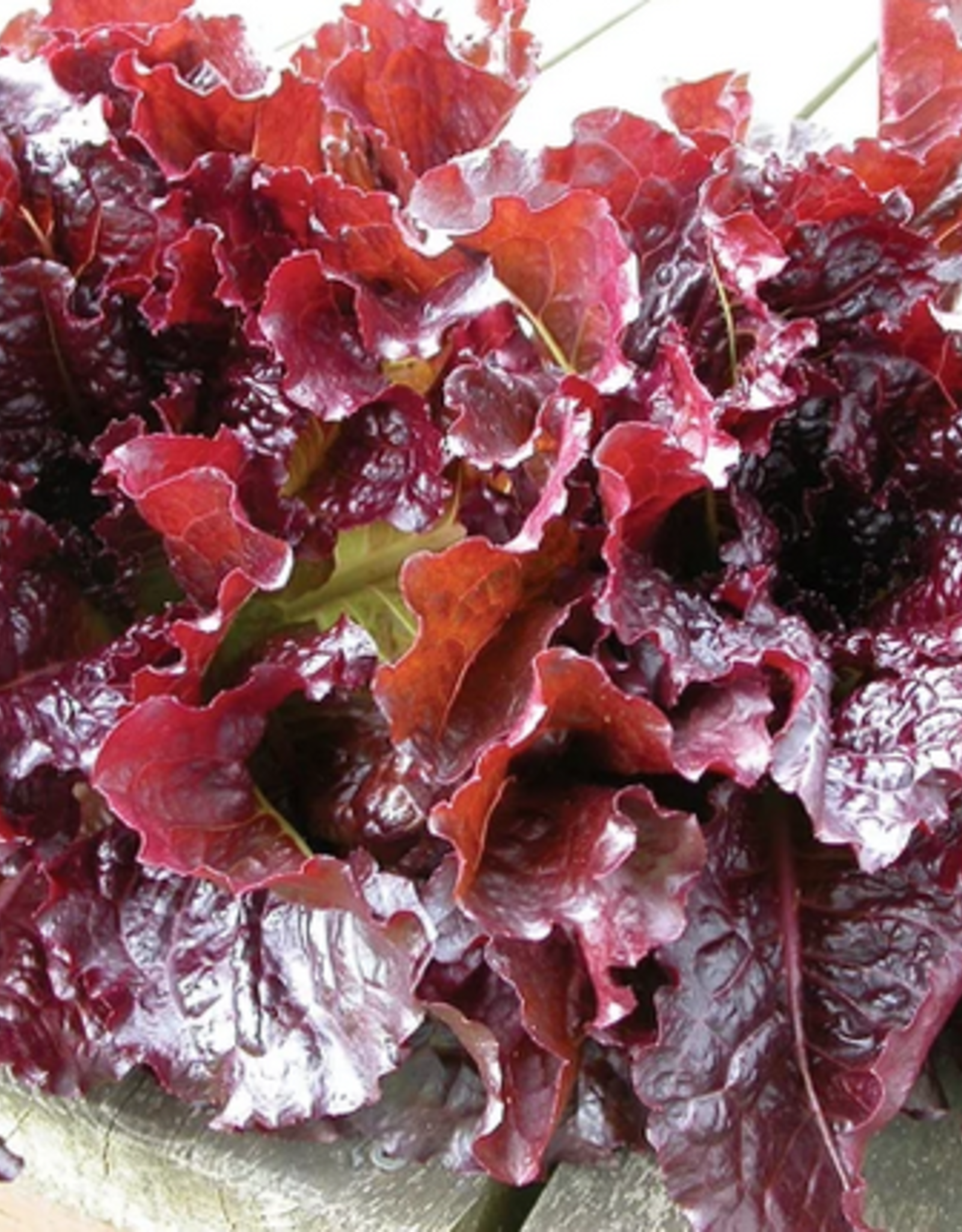 Territorial Seed Company LETTUCE OUTREDGEOUS 1/2 gram OGBIO