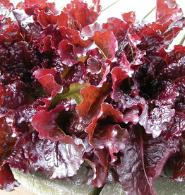 Territorial Seed Company LETTUCE OUTREDGEOUS 1/2 gram OGBIO