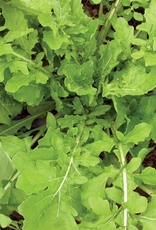 Territorial Seed Company ARUGULA ROQUETTE 1 gram