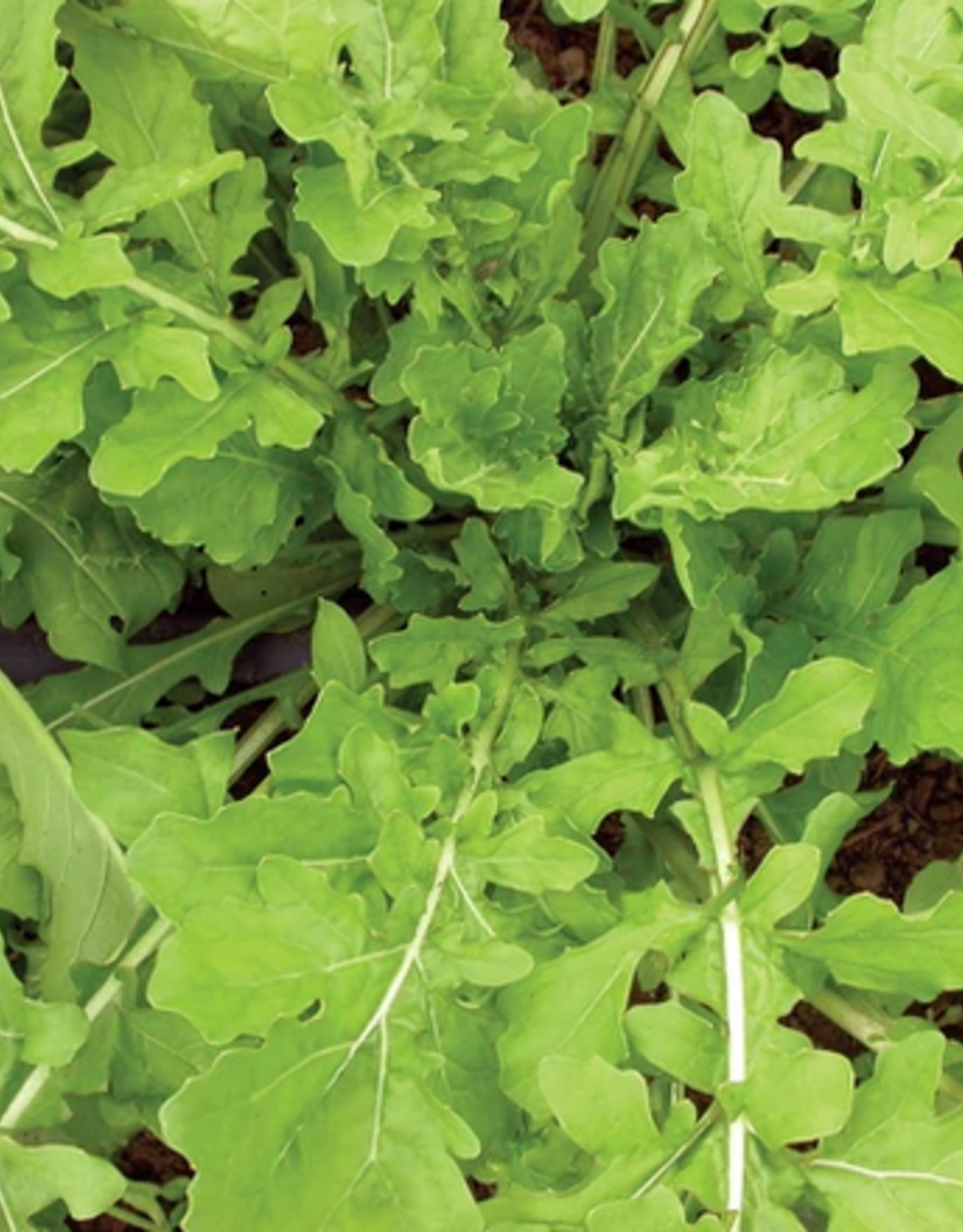 Territorial Seed Company ARUGULA ROQUETTE 1 gram