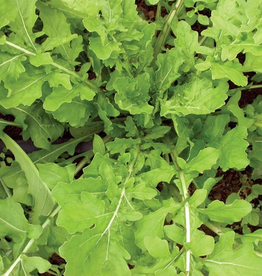 Territorial Seed Company ARUGULA ROQUETTE 1 gram