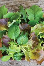 Territorial Seed Company GOURMET MESCLUN SALAD BLENDS MILD MESCLUN BLEND 4 grams