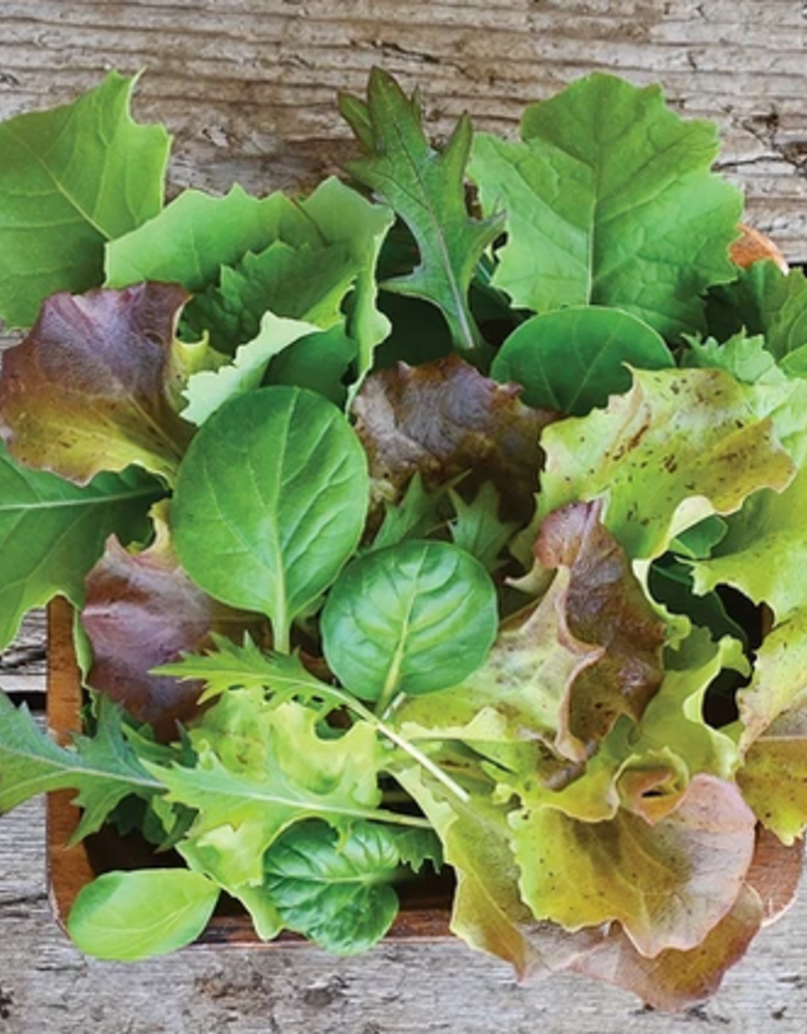 Territorial Seed Company GOURMET MESCLUN SALAD BLENDS MILD MESCLUN BLEND 4 grams