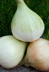 Territorial Seed Company ONION WALLA WALLA 1 gram