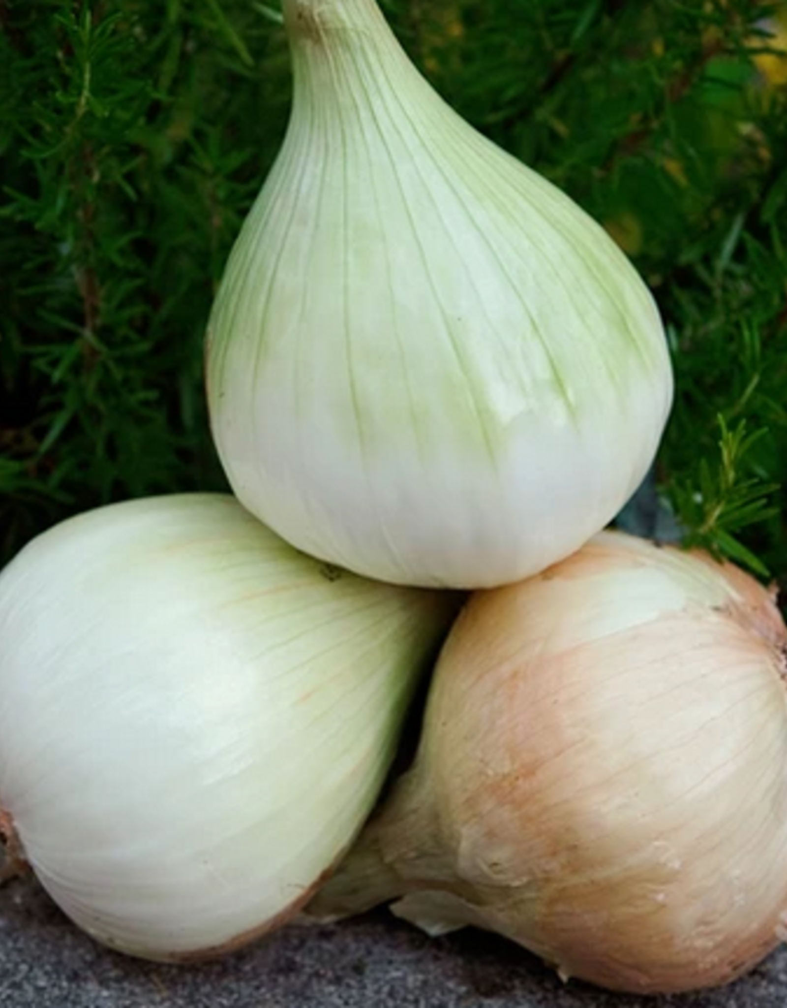 Territorial Seed Company ONION WALLA WALLA 1 gram