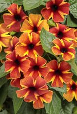 Proven Winners Thunbergia Tangerine Slice A-PEEL  PW 4in