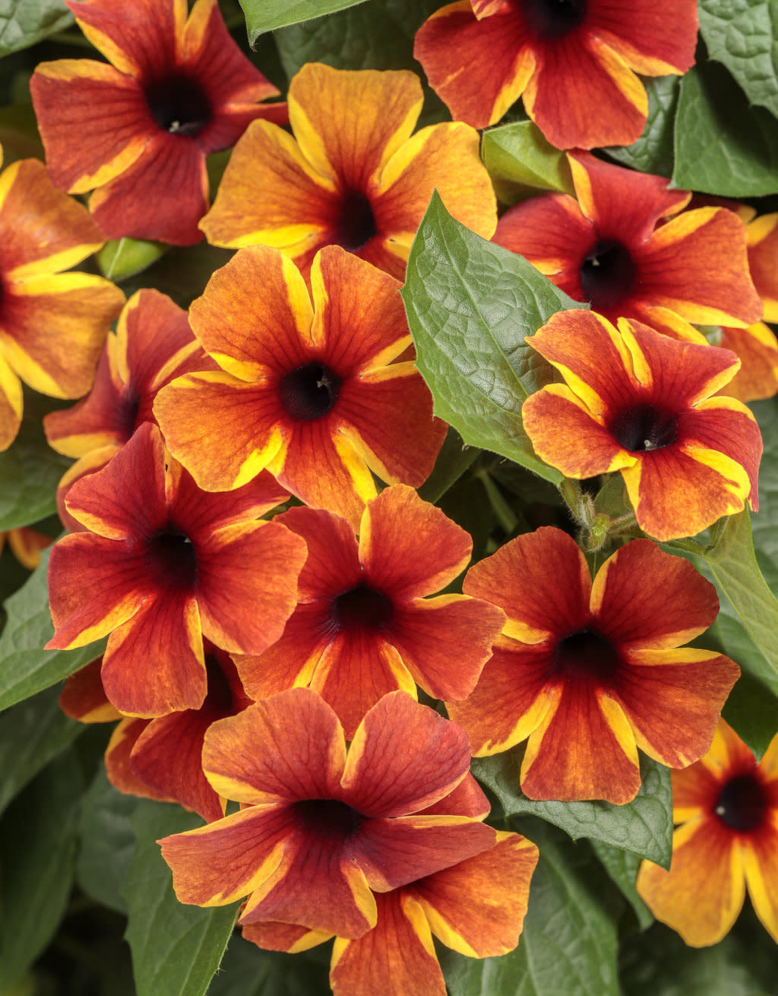 Proven Winners Thunbergia Tangerine Slice A-PEEL  PW 4in