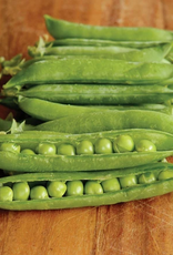 Territorial Seed Company PEA MAESTRO 1 ounce