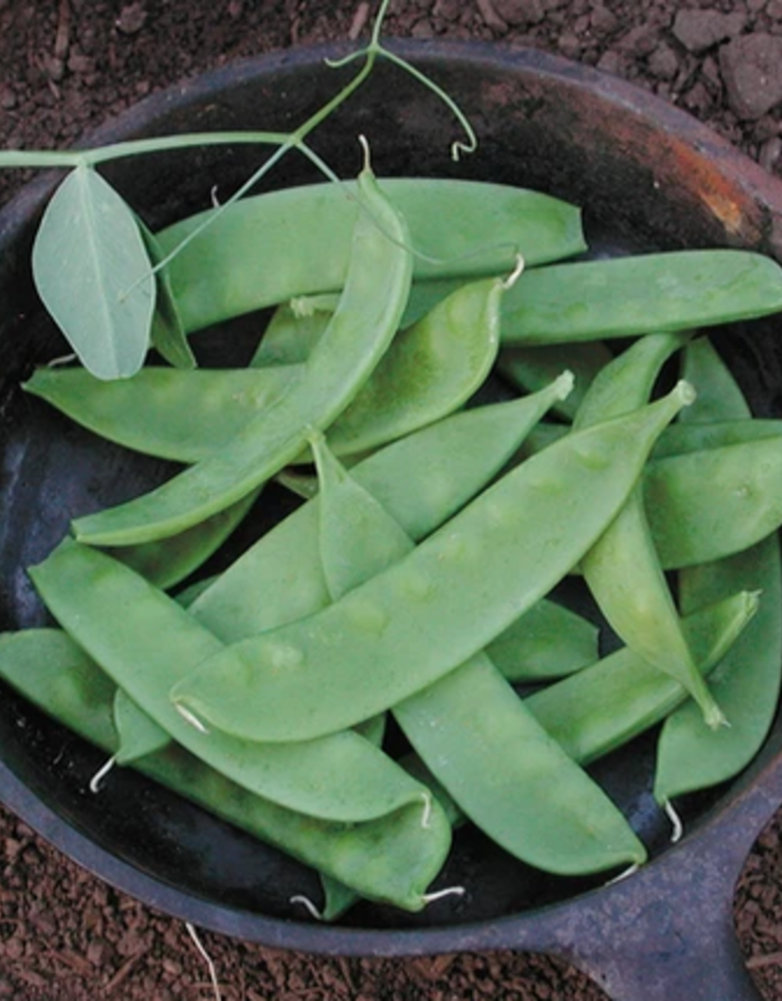Territorial Seed Company PEA OREGON SUGAR POD II 1 ounce