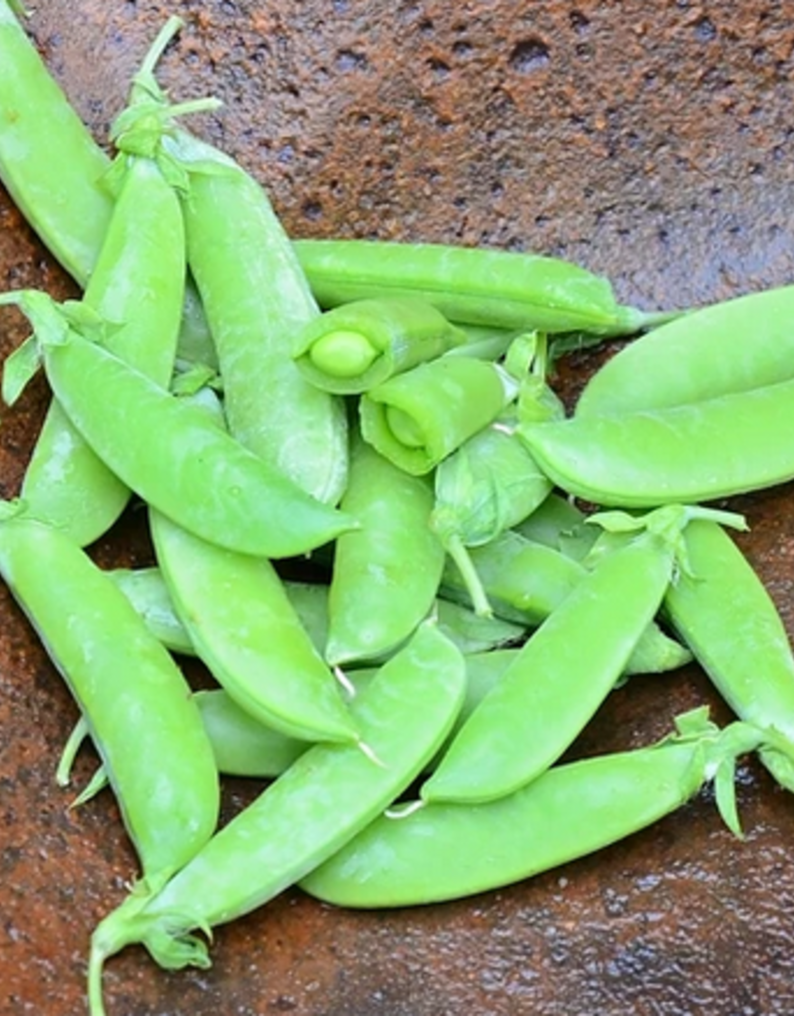 Territorial Seed Company PEA SUPER SUGAR SNAP 1 ounce