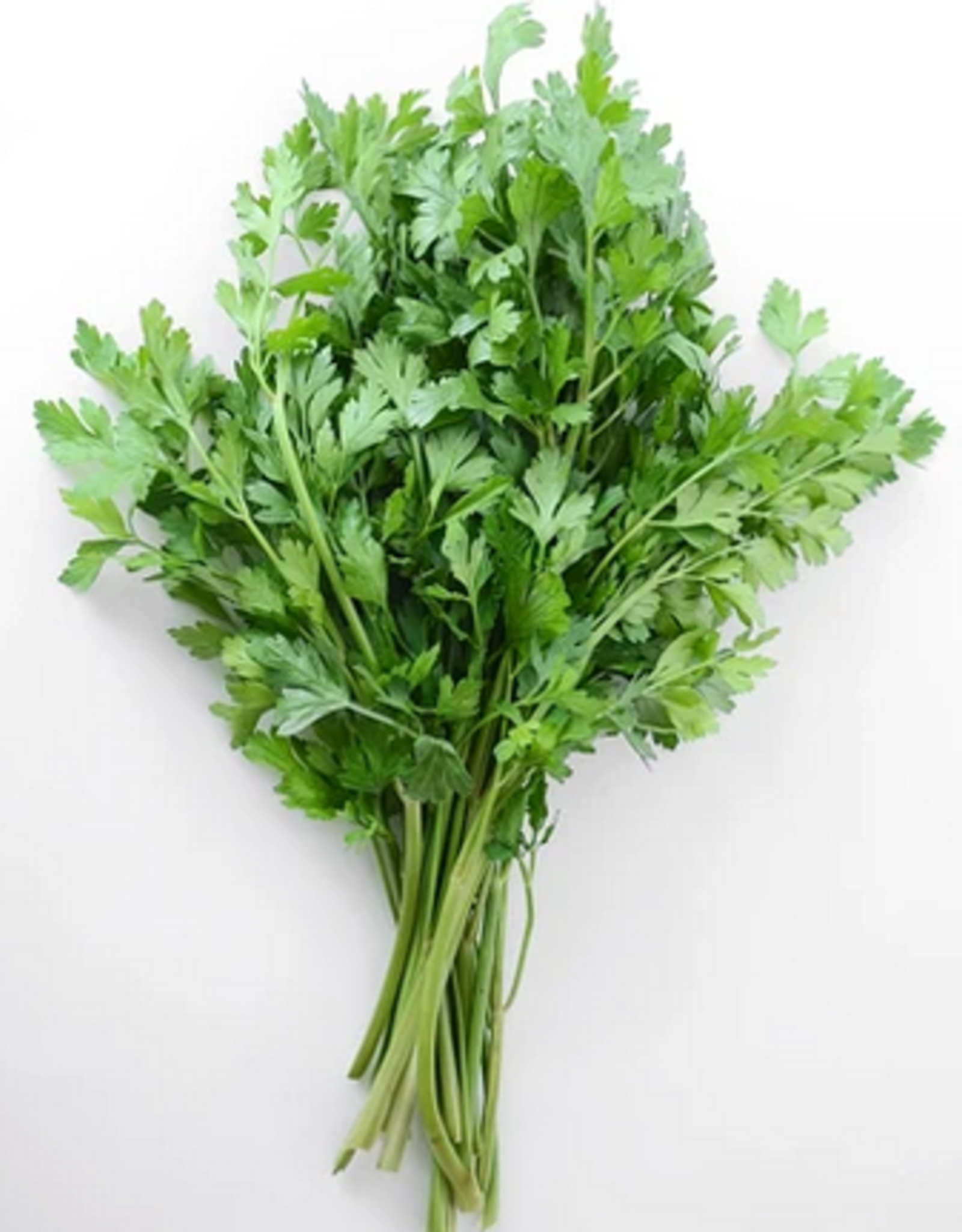 Territorial Seed Company PARSLEY DARK GREEN ITALIAN PLAIN 2 grams