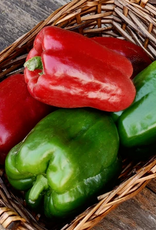 Territorial Seed Company PEPPER CALIFORNIA WONDER 300 1/4 gram