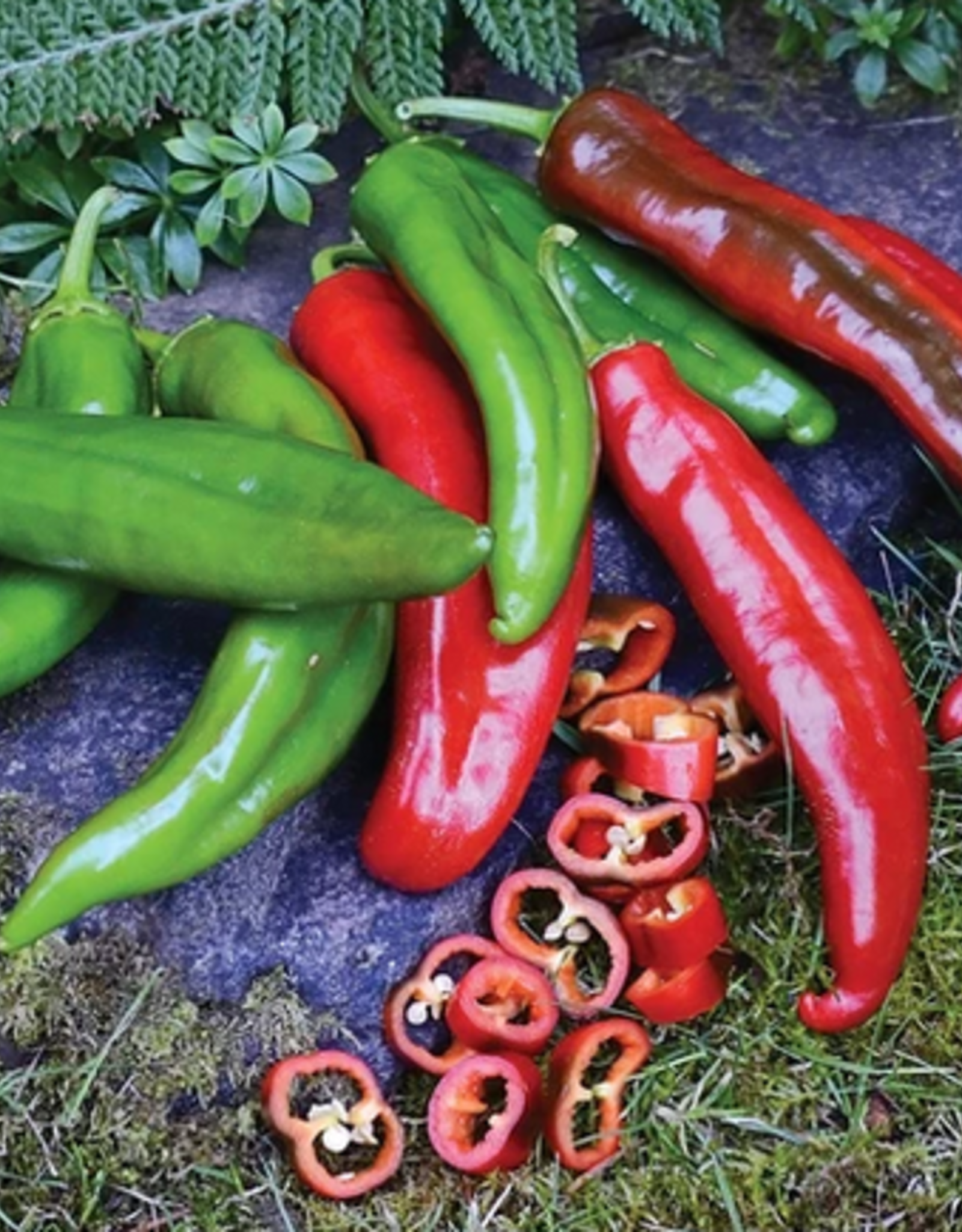 Territorial Seed Company PEPPER ANAHEIM COLLEGE 64 1/4 gram